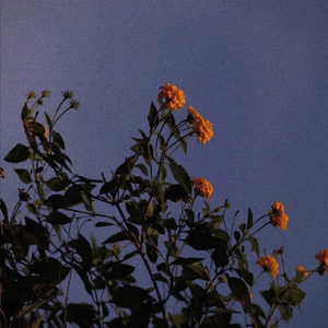 鬼色欧美A片视频
